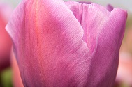 Tulp Alibi