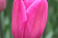 Tulp Carola