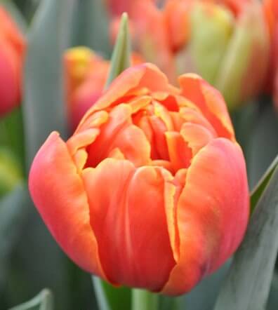 Icoon - Tulp