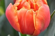 Tulp Icoon