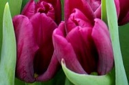 Tulp Montezuma