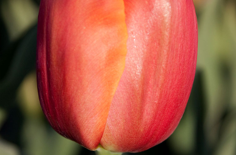 Prior - Tulp